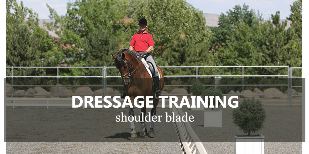 dressage training